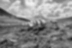 Tiroler Bergschafe auf einer Bergwiese