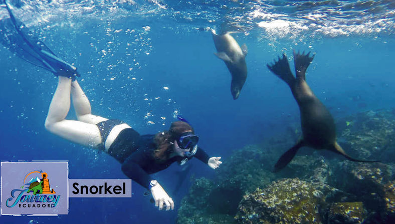 Snorkel con lobos marinos, Ecuador