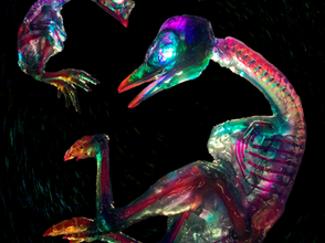 New Paper: Bone & Cartilage Staining on Large Specimens