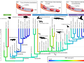 Paul's New Paper on RBC Size