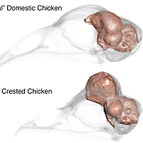 ChickenBrainComparison.png