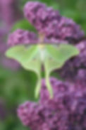 luna moth on lilac.jpg