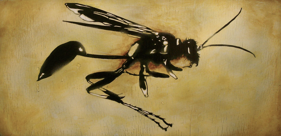 Mud Dauber