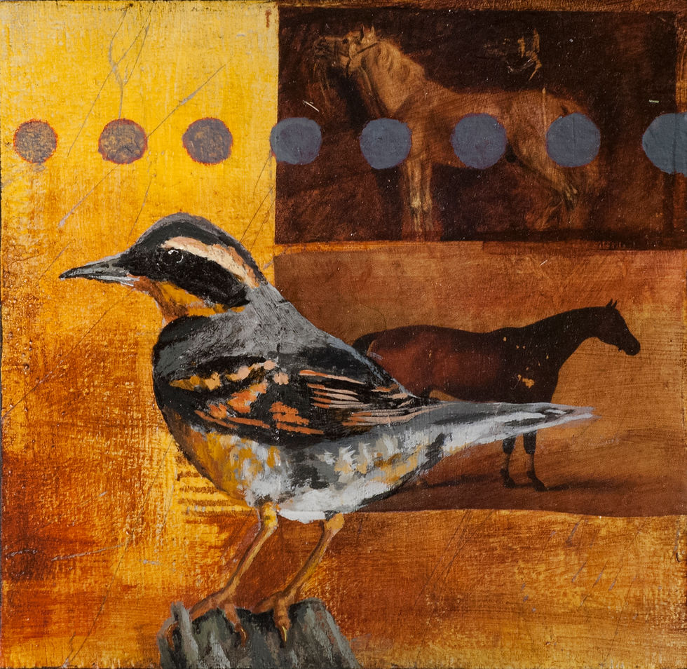 Varied Thrush