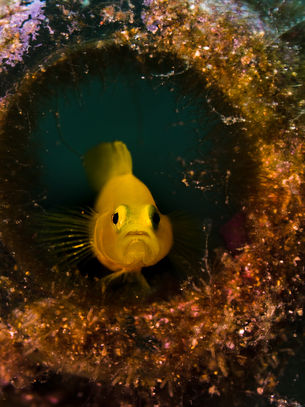 Anilao, My Favorite Playground