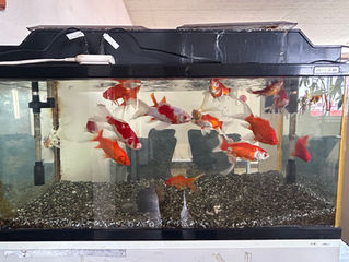 🐡🐟鯉、金魚差し上げます。🐡🐟