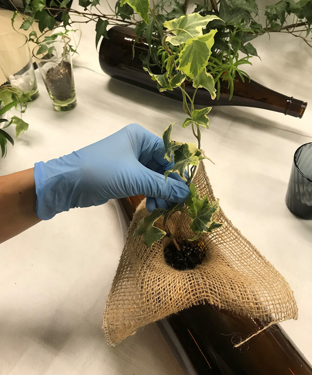 加工瓶に植物を植えてみた 加工瓶に植物を植えてみた