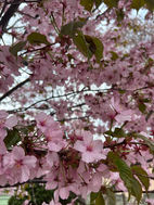 桜満開
