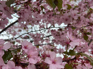 桜満開