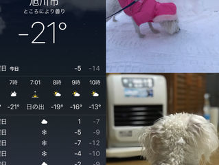 1月15日(火)昨日は成人の日でした。