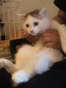 7月21日参加予定猫