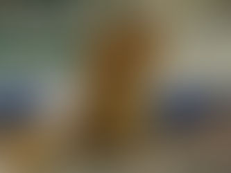 1月19日譲渡会参加猫