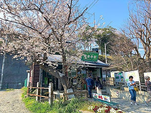昨日の極楽寺駅の様子。都内へ出て夜に帰って来ましたが、その時、すでに緑の葉っぱが