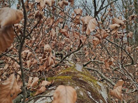LE MURMURE DE L'ARBRE TOMBÉ