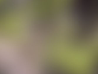 PRÉSENCES INVISIBLES DE LA NATURE