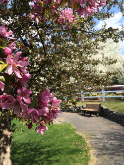 Four Seasons at Chester