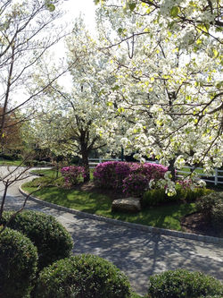 Four Seasons at Chester