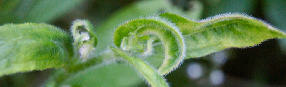 Spiralkraft, Lebenskraft