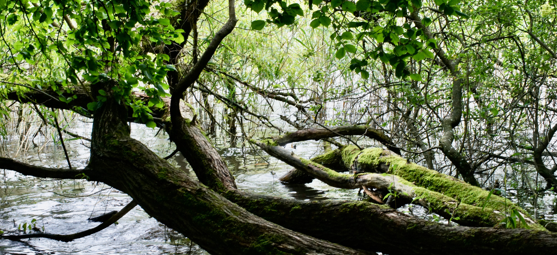 Ein Baum viele Äste, eine Erde viele Menschen