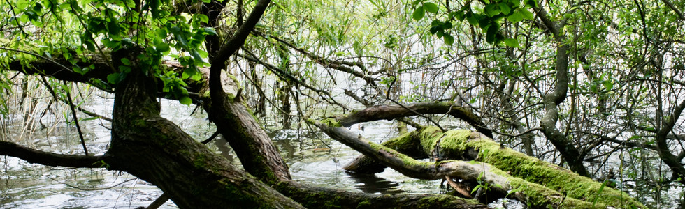Ein Baum viele Äste, eine Erde viele Menschen