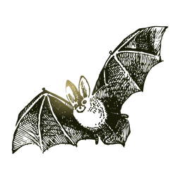 Хэллоуин Bat