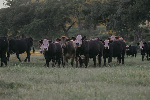 Cattle at Growing Paynes in Mustang, OK.jpg