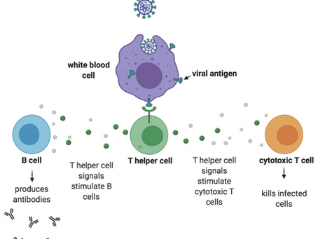Immunometabolism in Cancer—The Hidden Battle Inside Your Body