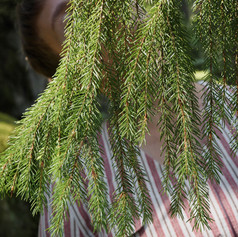 Metsätanssi