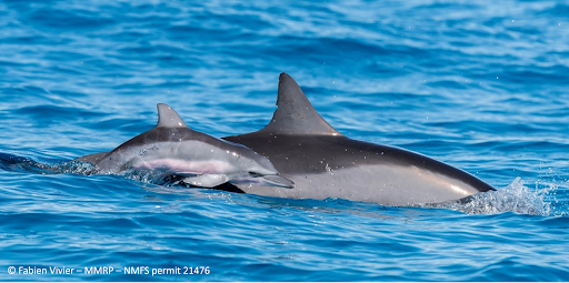New publication: Drone photogrammetry reveals age-structure shifts with potential consequences for the viability of spinner dolphins in Hawaiʻi.