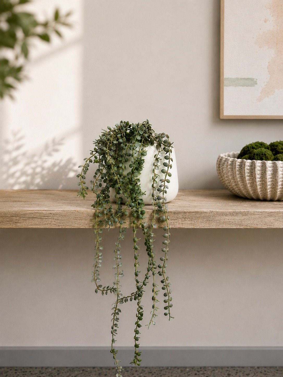 Trailing Button Fern - Shelf Pot