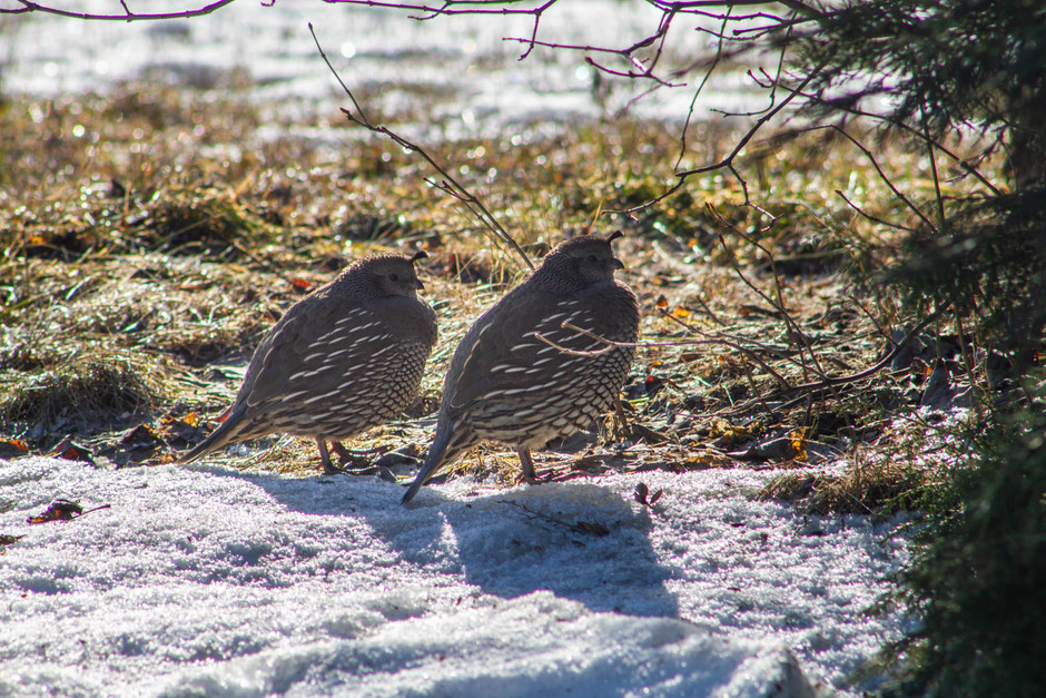 Sapsuckers and Bluebirds, a trip to Anarchist Pass