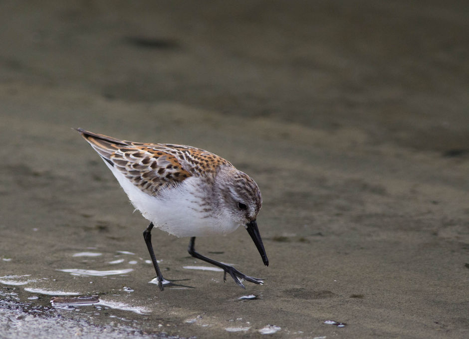 Western Sandpiper
