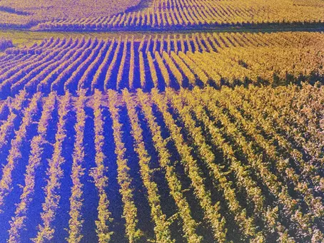 Moussy : 700 habitants, 100 hectares de vignes d'appelation Champagne