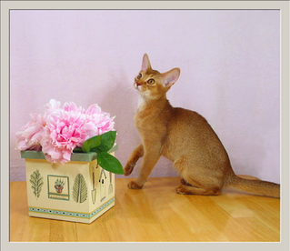 Blossom - Taken June 11