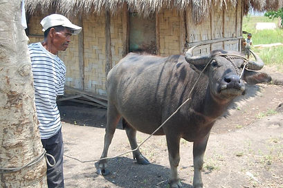 Heifer program.jpeg