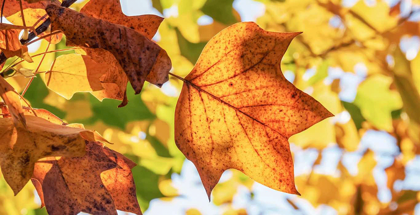 fall-foliage.gif
