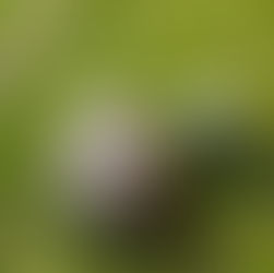 Praga v Brně splnila roli favorita