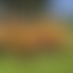 Kategorie U8 se představila na Tatře