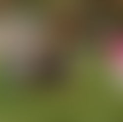 Praga získala v domácím utkání pouze bod