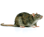 Norway rat on a concrete surface, showing thick body, blunt nose, and scaly tail characteristic of the species