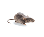 House mouse on a kitchen floor, a common indoor rodent with a pointed nose and long tail