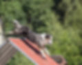 australian-shepherd-dog-climbing-agility-course.jpg