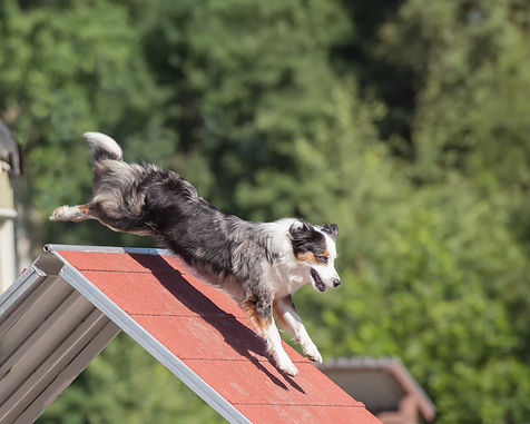 australian-shepherd-dog-climbing-agility-course.jpg