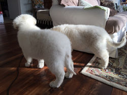 Kuvasz Breeder, kuvasz puppies