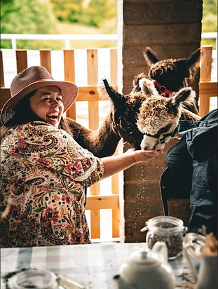 Alpaca Tea Party