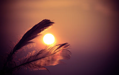 feathers-sky-sun-8662.jpg