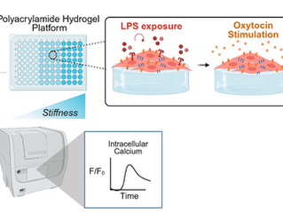 New Publication: A Human-Based Laboratory Model to Study Uterine Cell Contractions in Pregnancy
