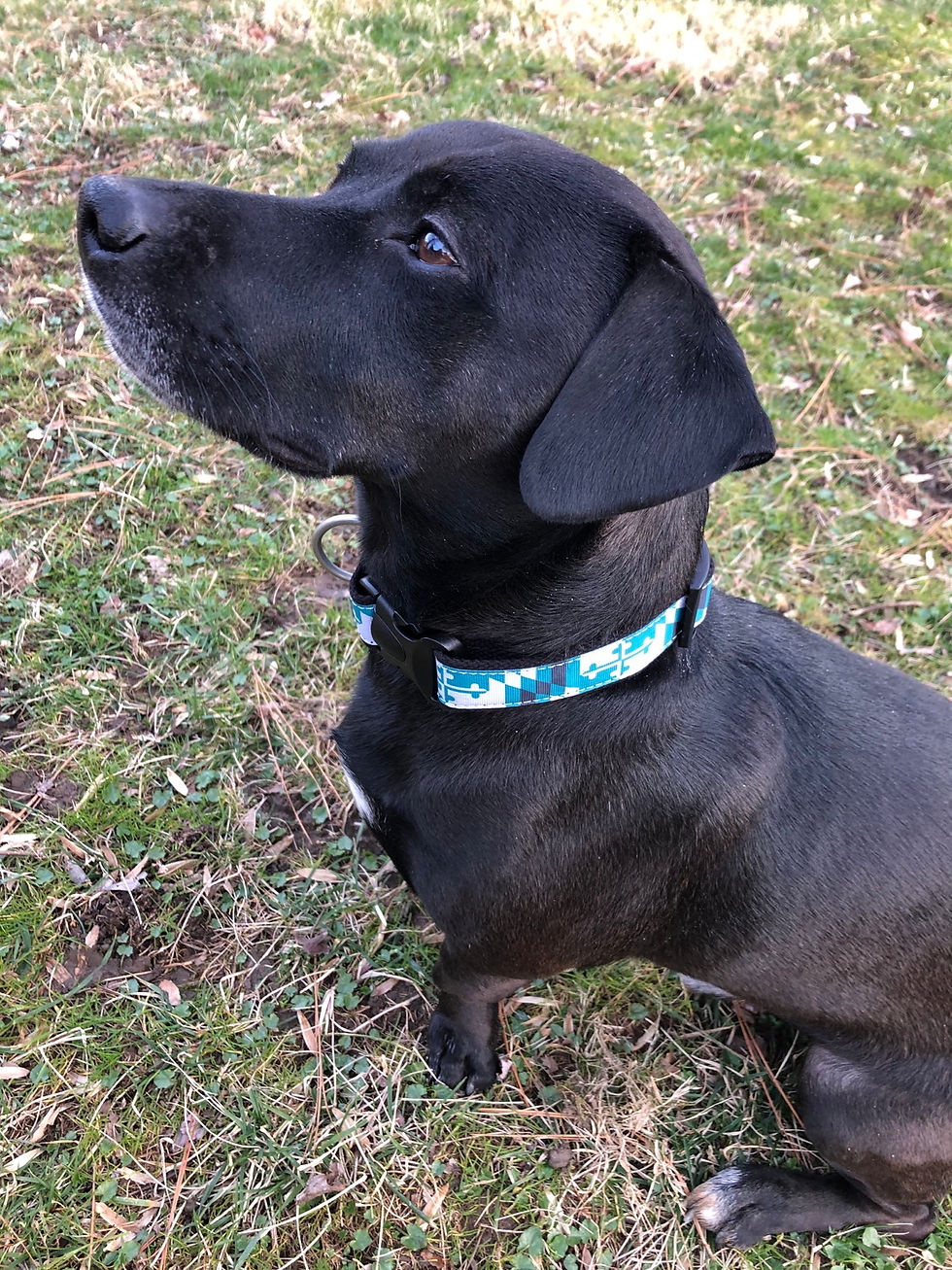 1 1/4 inch Loyola Maryland Flag Dog Collar or Leash