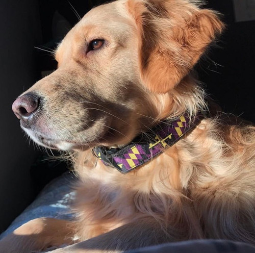 1 1/4 inch Ravens Maryland Flag Dog Collar or Leash | Beltway Merch