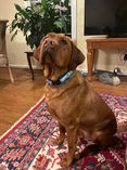 photo of a brown dog wearing a blue marlin collar